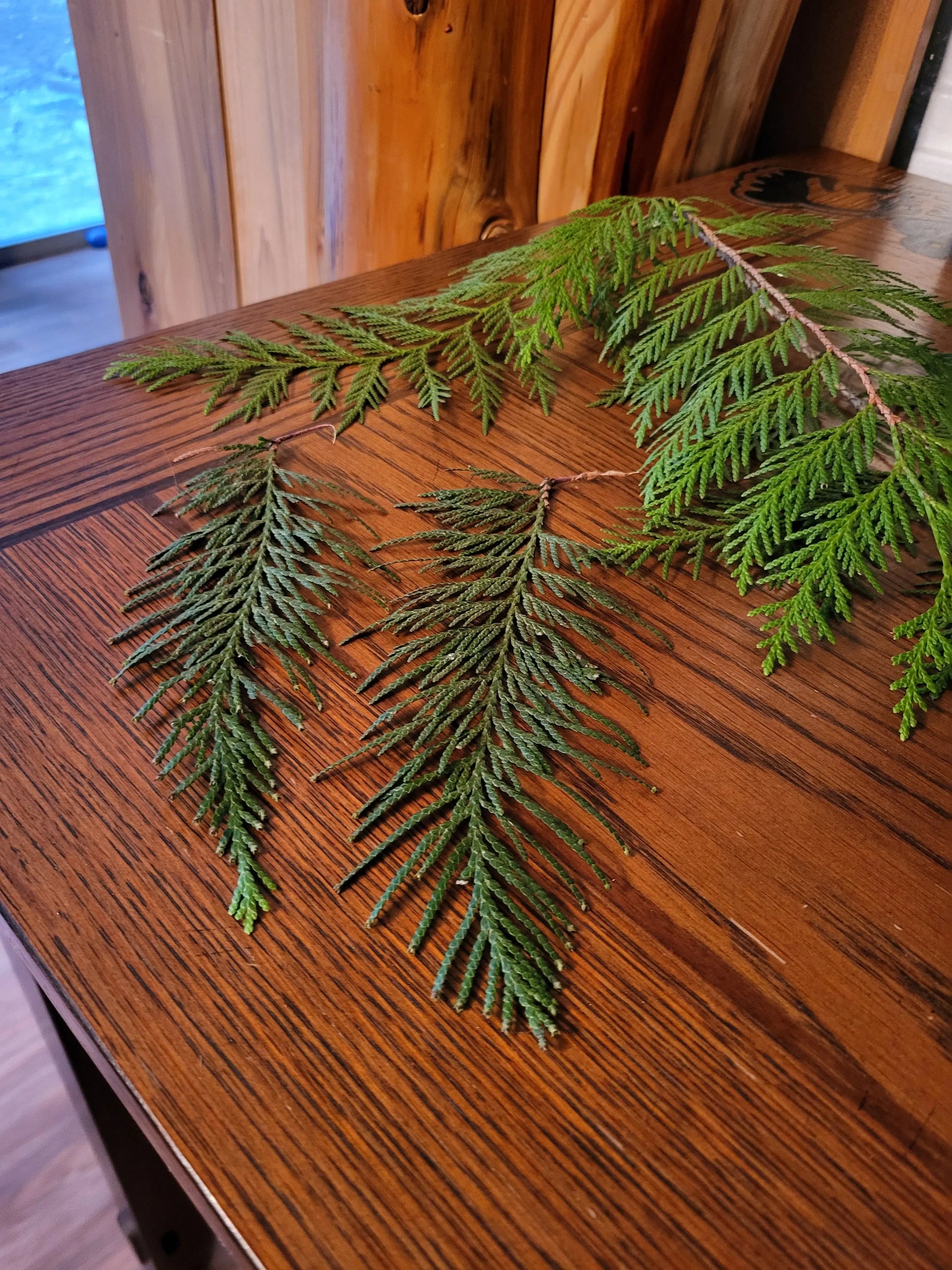 Western Cedar Leaves/Boughs, Fresh Lexie in the Raw