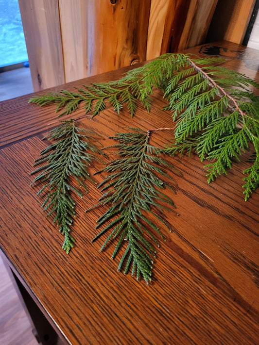 Western Cedar Leaves/Boughs, Fresh Lexie in the Raw