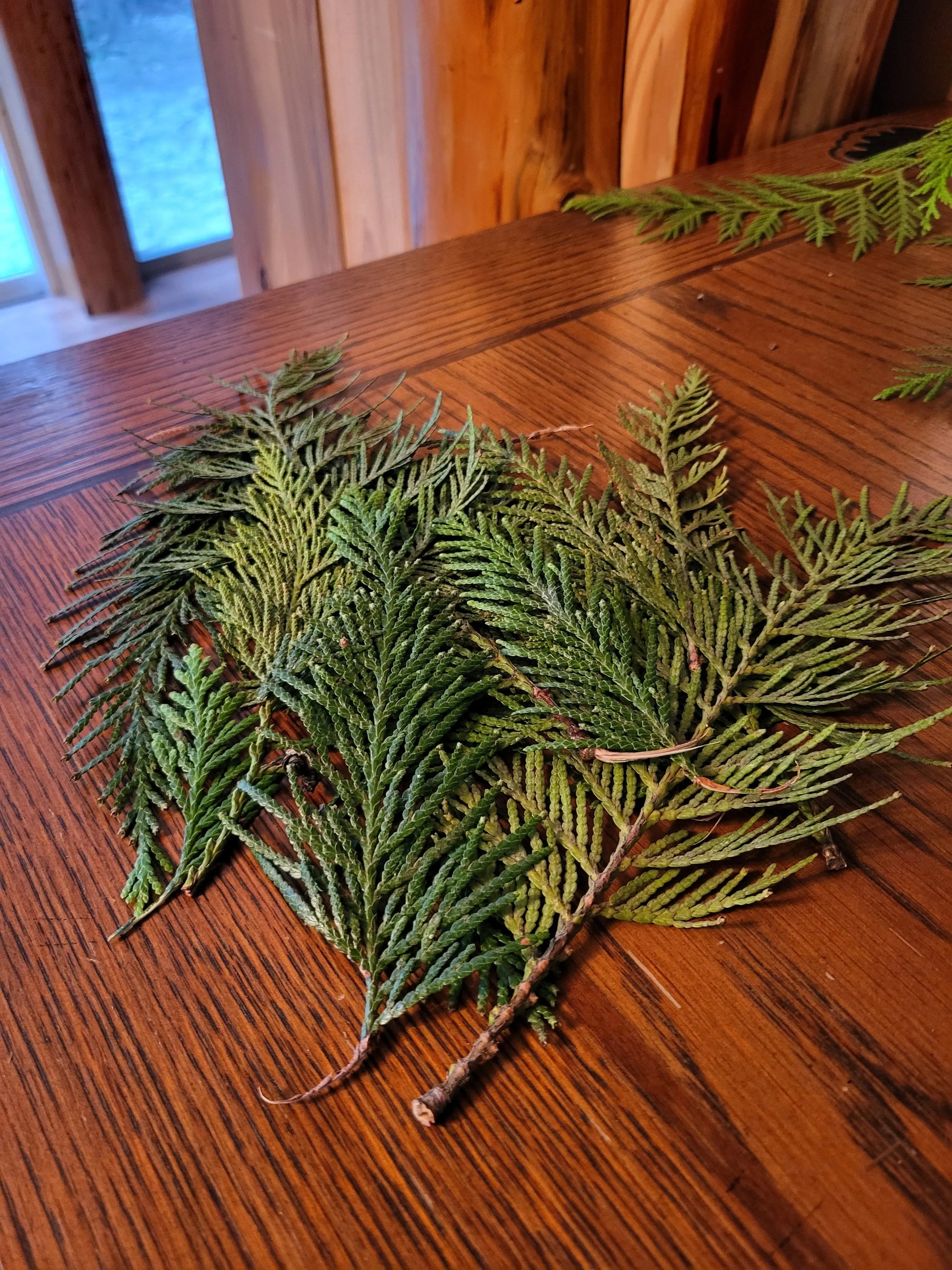 Western Cedar Leaves/Boughs, Fresh Lexie in the Raw