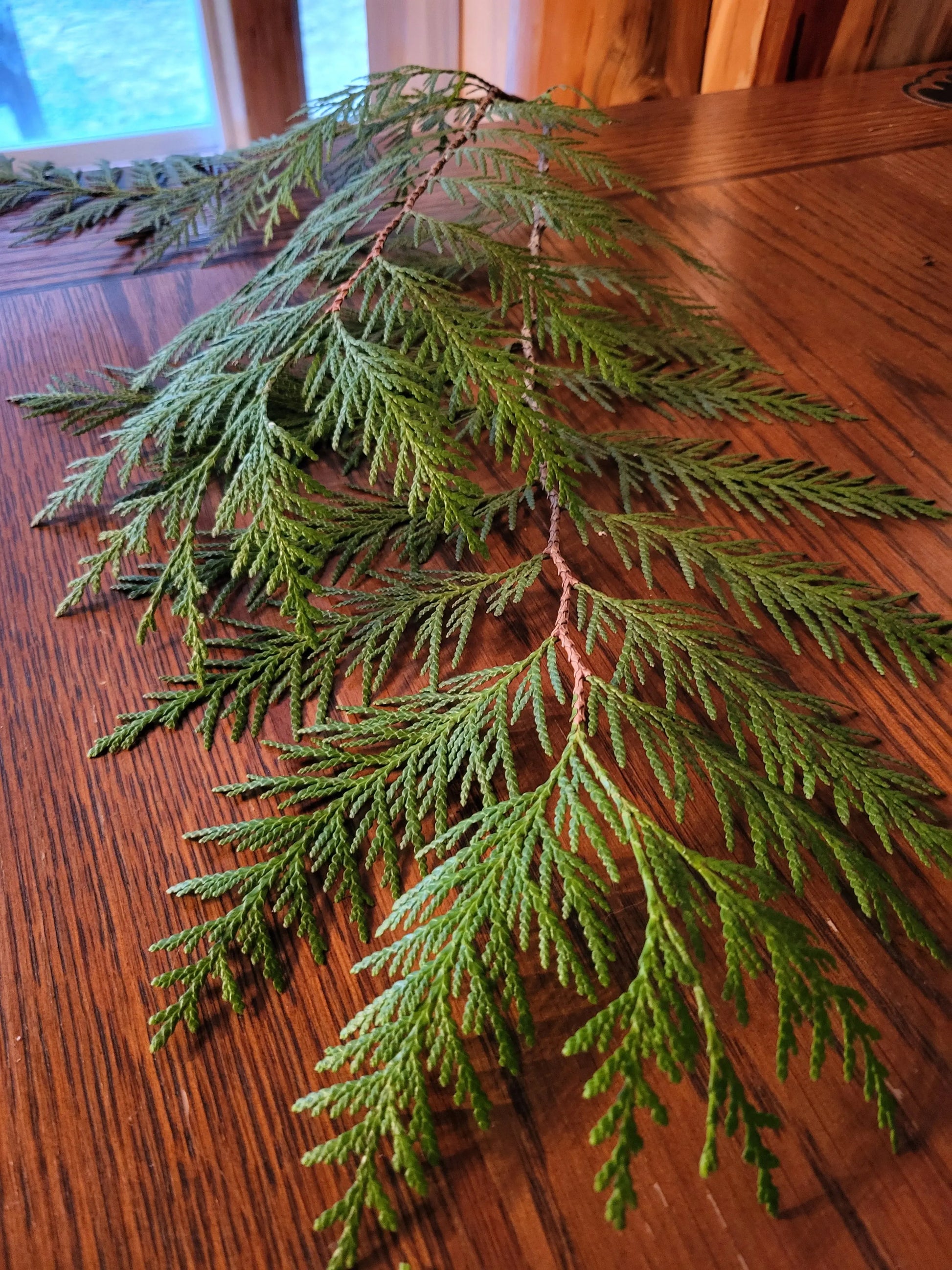 Western Cedar Leaves/Boughs, Fresh Lexie in the Raw