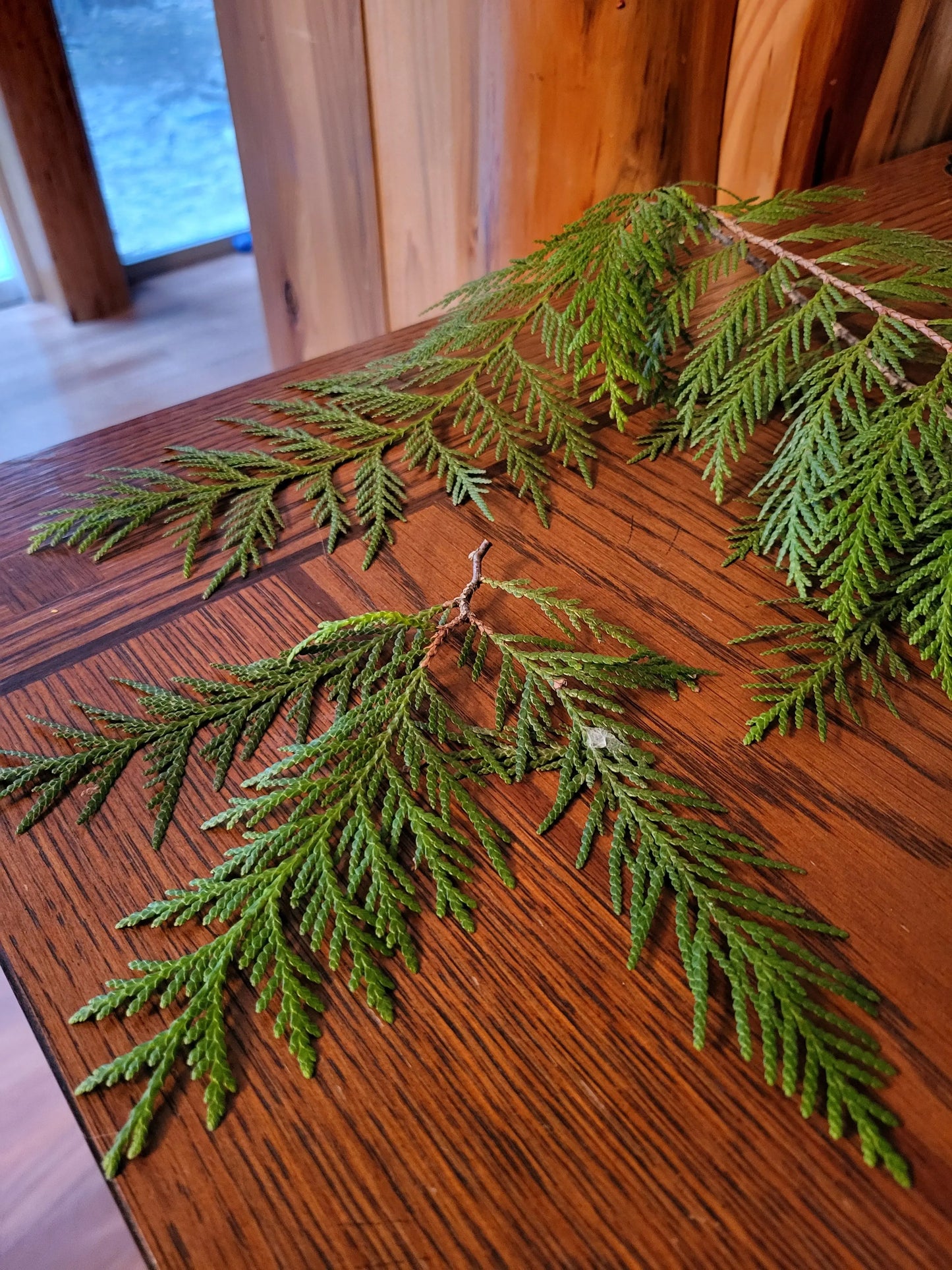 Western Cedar Leaves/Boughs, Fresh Lexie in the Raw